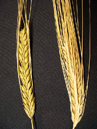 Two and Six Ear Barley Ears